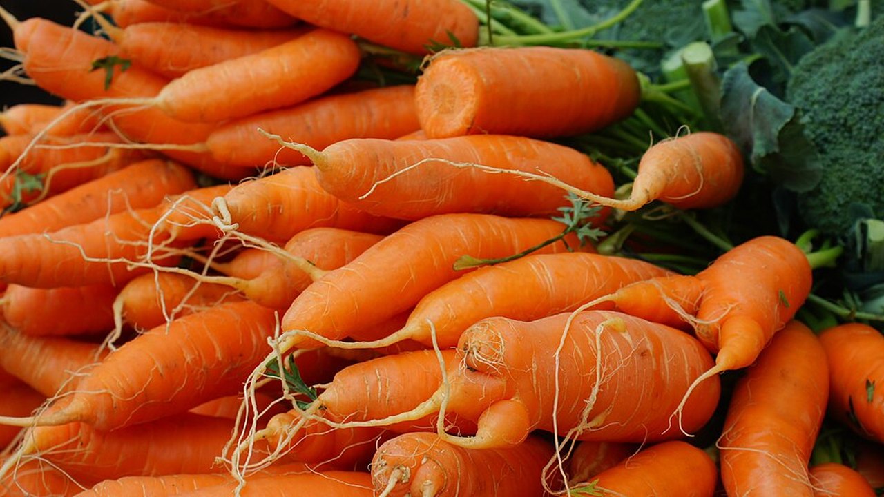 A pile of fresh orange carrots with their root tips