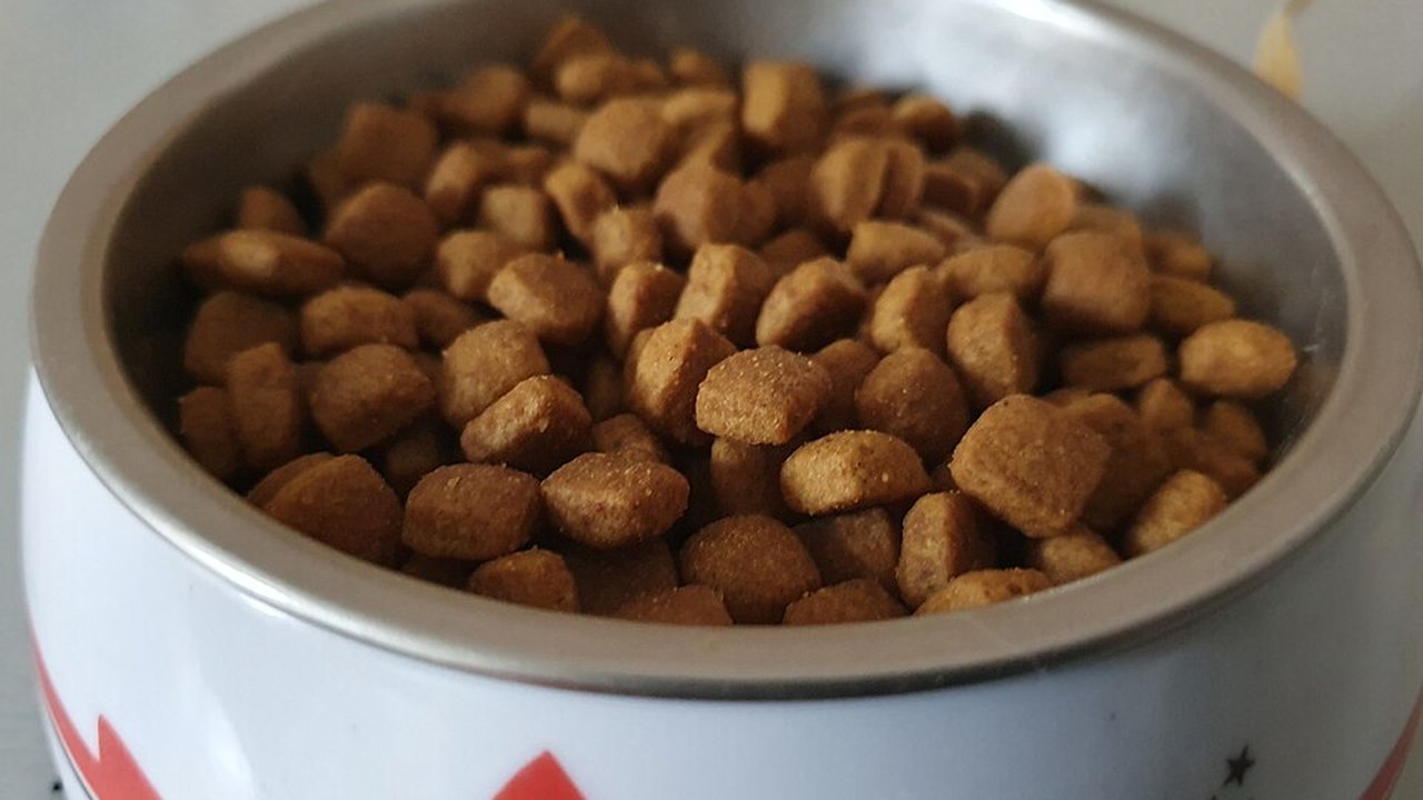Dry cat food kibble in a metal bowl with a cat pattern