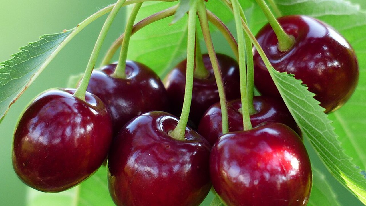 Dark red cherries hanging from the stems among green leaves
