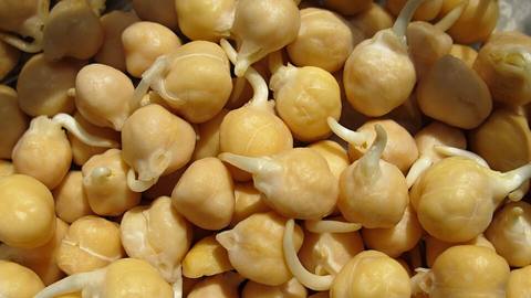 Sprouting chickpeas piled together