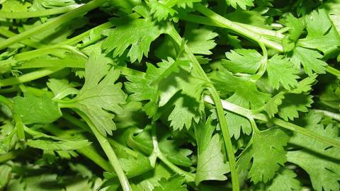 Fresh cilantro leaves