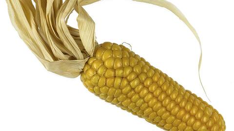 A cob of corn with its husk pulled back