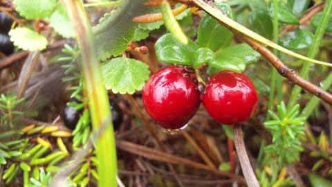 Two red cranberries growing among green leaves
