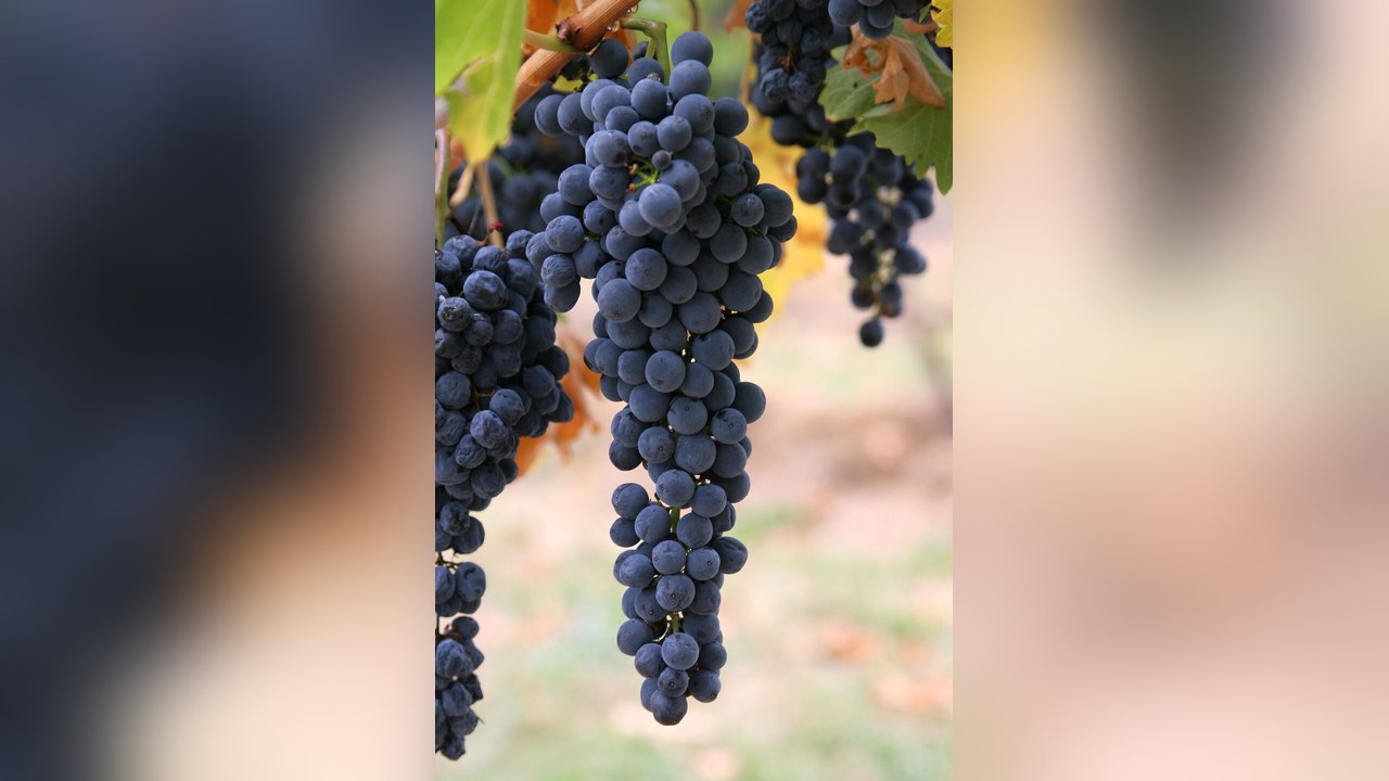 Bunches of dark grapes on the vine