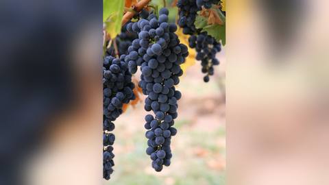 Bunches of dark grapes on the vine