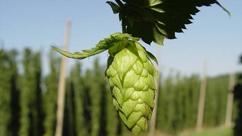 A single green hop cone hanging in a hop field