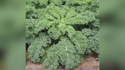 A curly kale plant growing in soil