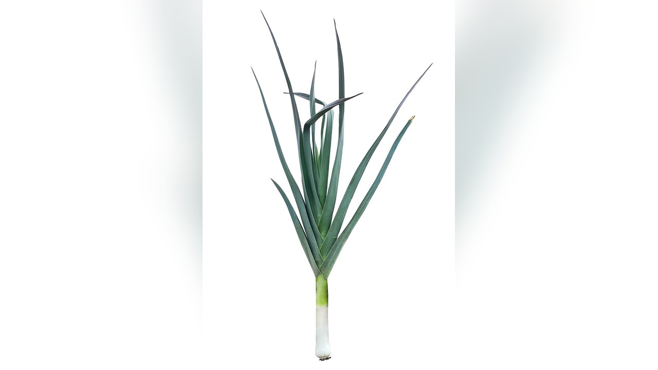 A single leek on a white background