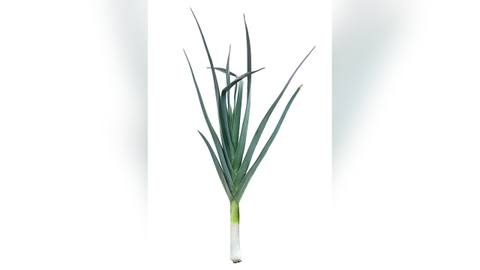 A single leek on a white background