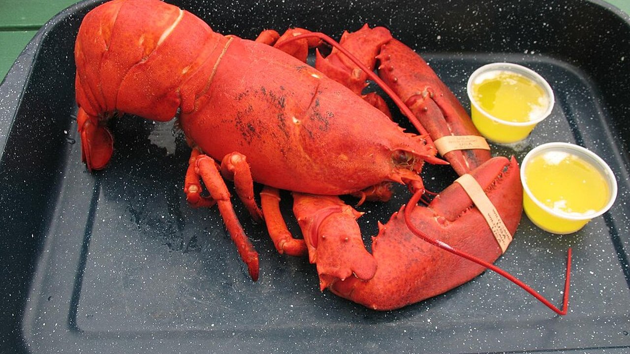 A cooked red lobster on a black tray with two small pots of butter