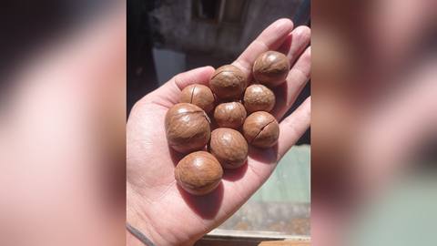 Shelled macadamia nuts in an open hand