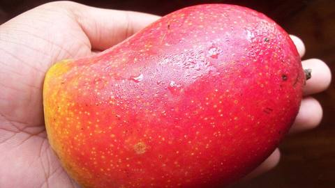 A ripe red and orange mango held in a hand