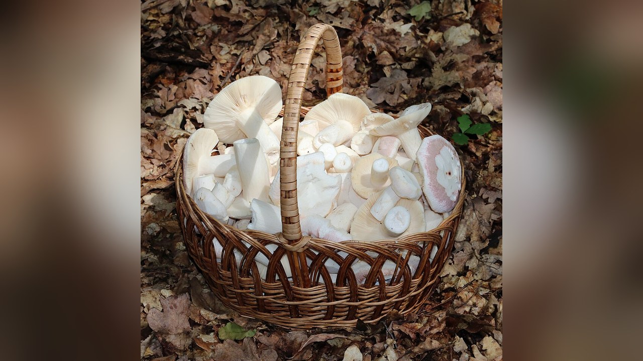 White mushrooms in a wicker basket on a forest floor