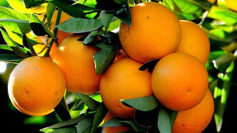 Oranges growing on a tree among green leaves