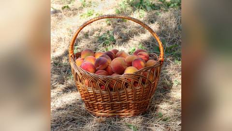 A wicker basket of peaches in the sun