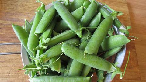 Fresh pea pods in a metal bowl