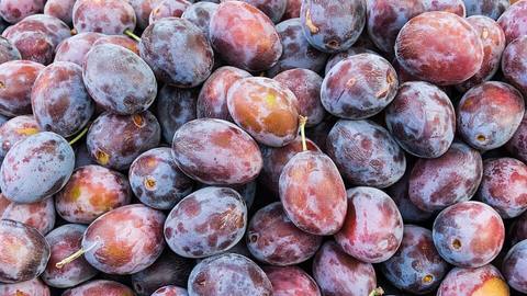 A pile of dark purple plums