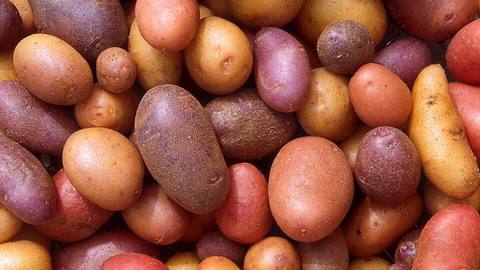 A mixed pile of red, yellow and purple potatoes