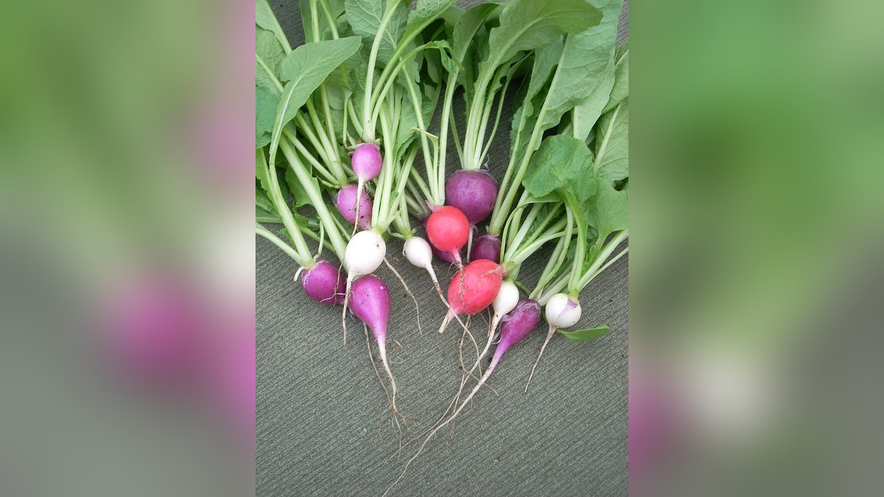 A bunch of small red and white radishes with their leaves