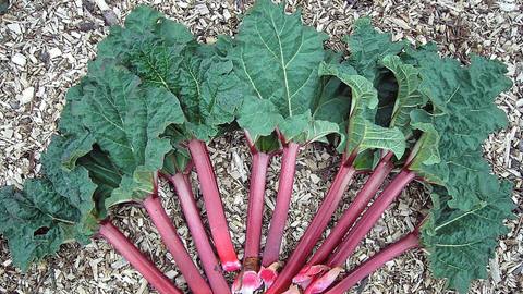 Rhubarb stalks with their leaves fanned out on wood chips