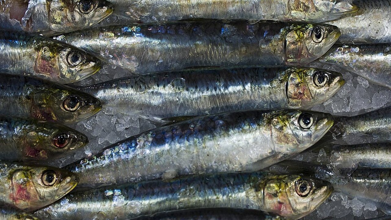 Whole fresh sardines packed side by side