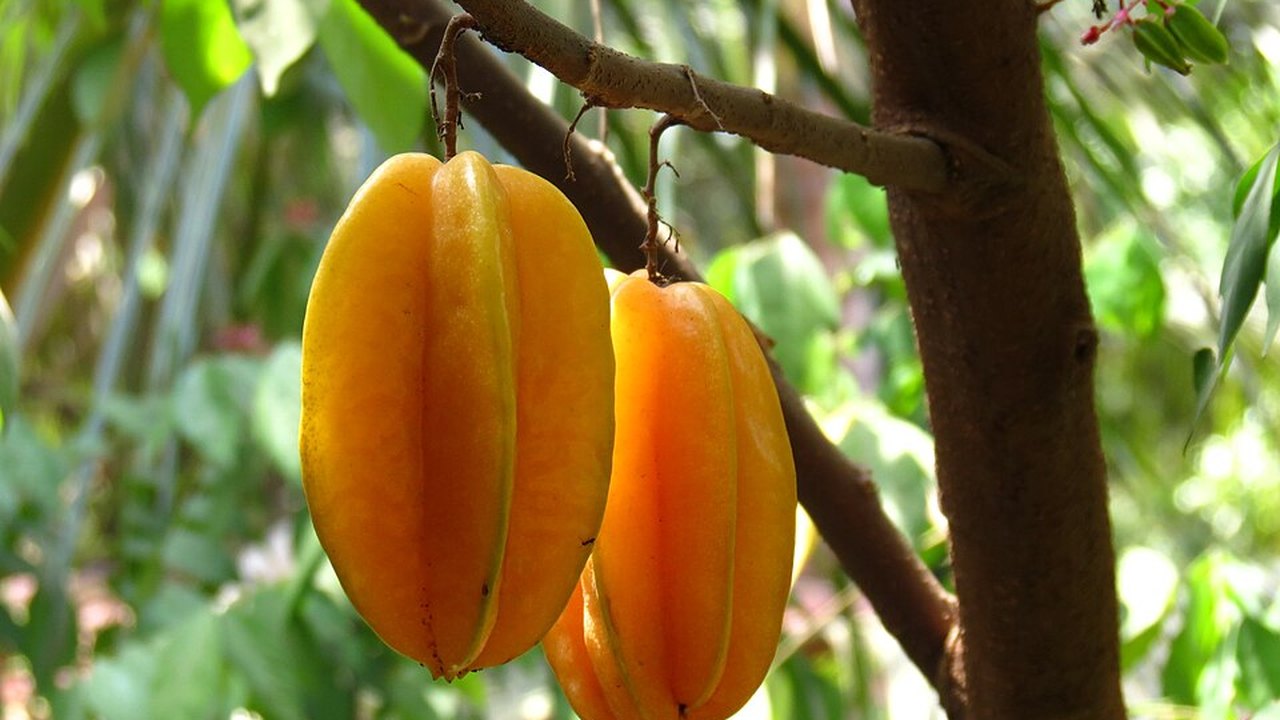 Two star fruit hanging on a tree