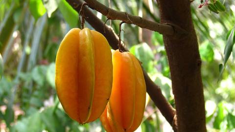Two star fruit hanging on a tree