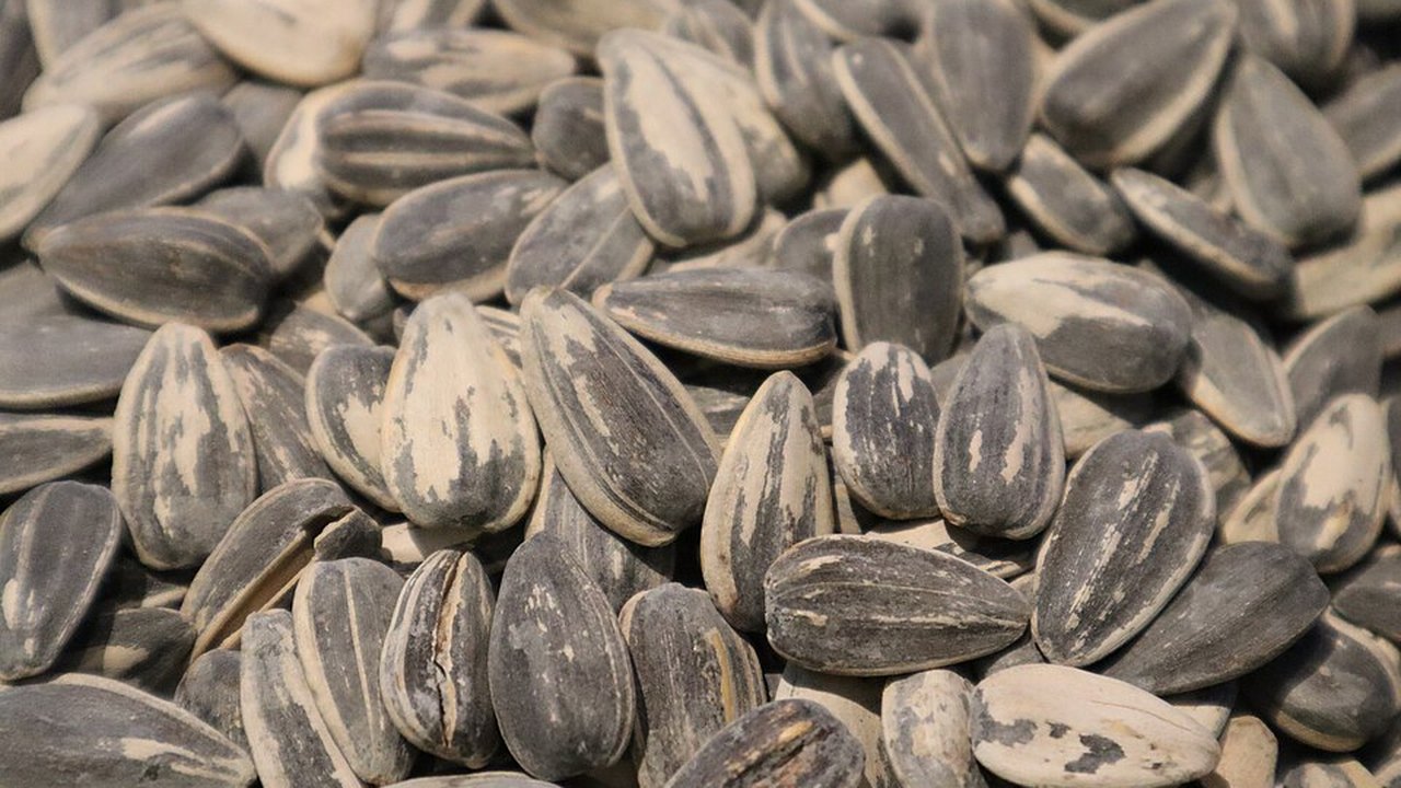 A heap of striped sunflower seeds in their shells