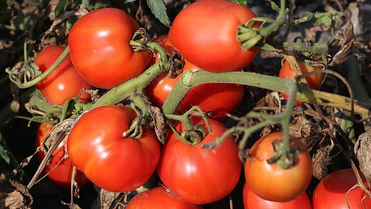 Ripe red tomatoes growing on the vine