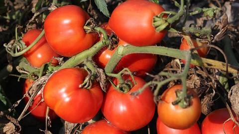 Ripe red tomatoes growing on the vine