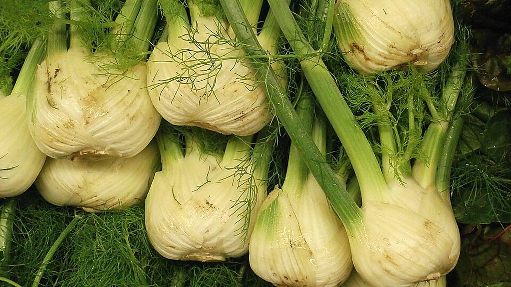 Fresh fennel bulbs with green stalks and feathery fronds
