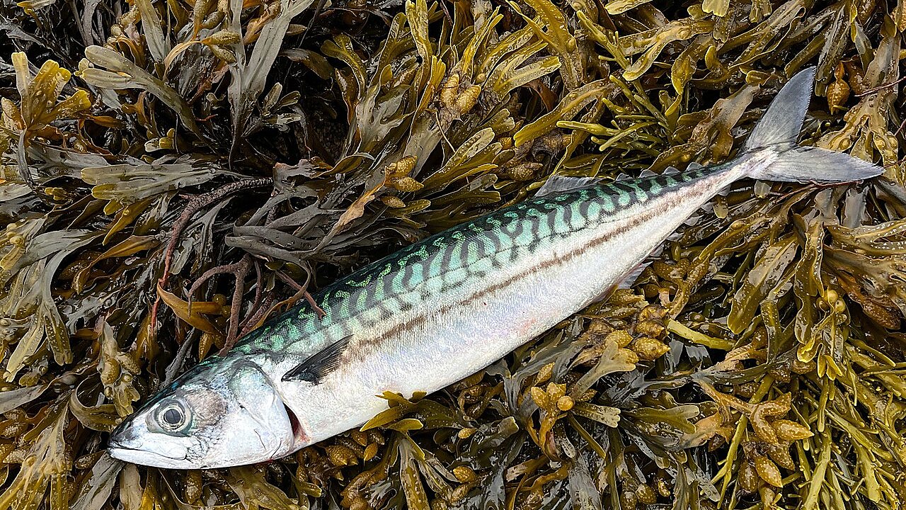 A whole mackerel lying on brown seaweed