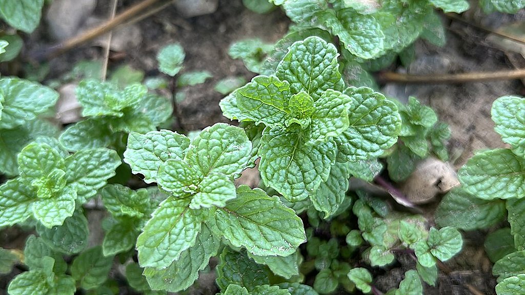 Fresh mint leaves growing in a garden bed